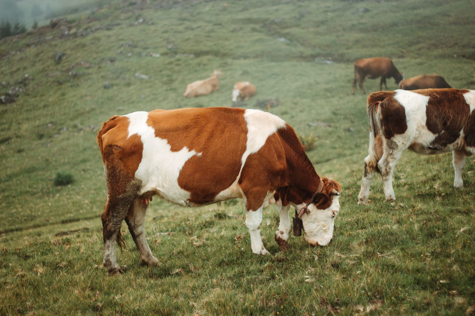 Producción ganadera y desarrollo de feedlot