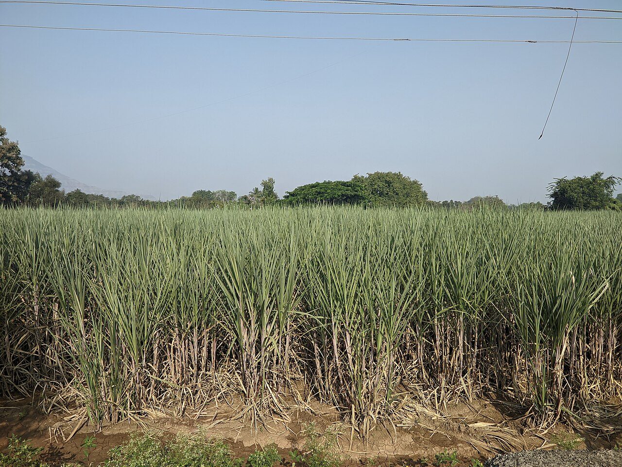 Caña de azúcar orgánica