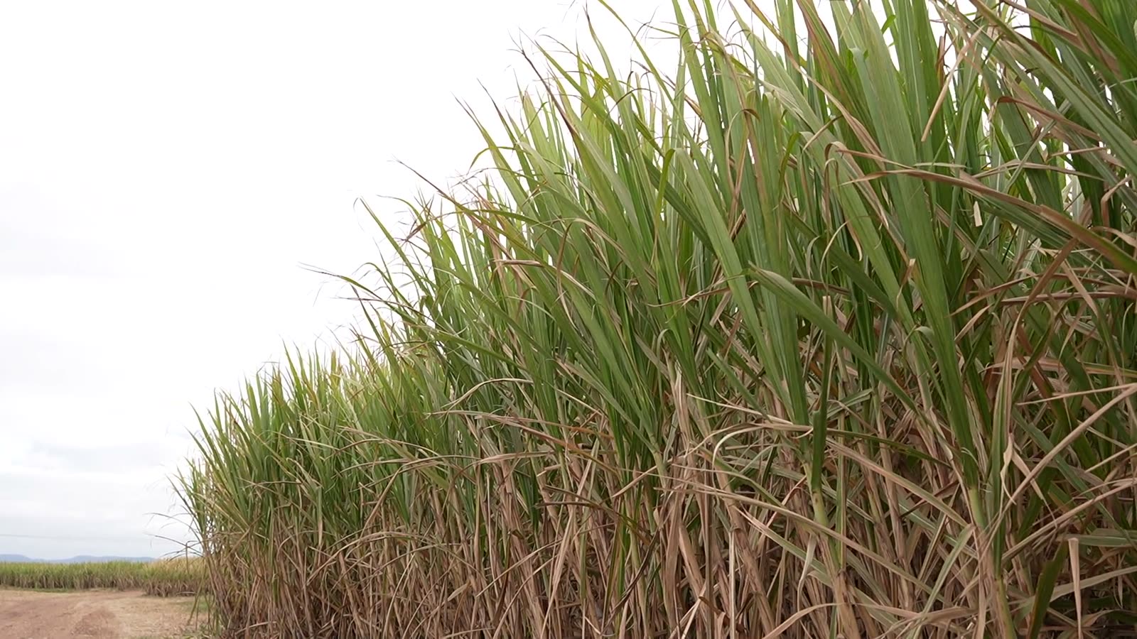 Caña de azúcar orgánica en pie, sin quema ni deshoje