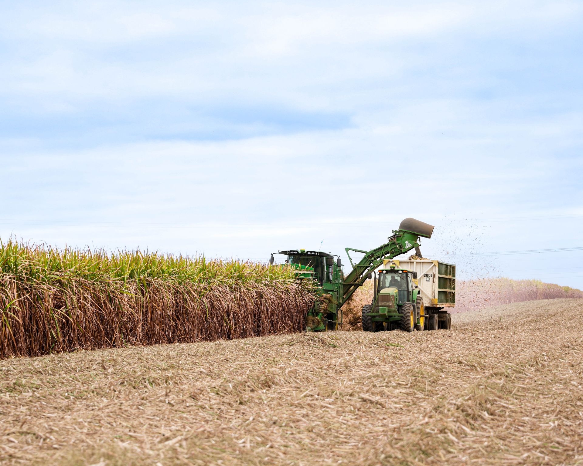 Caña de azúcar — producción agrícola de Cañada Húmeda