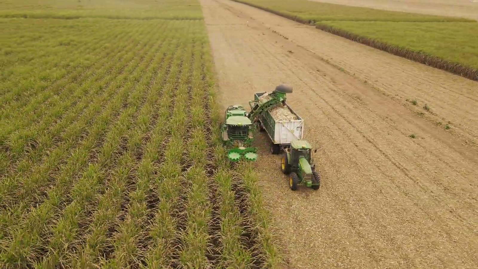 Cosecha de caña con maquinaria John Deere en Cañada Húmeda