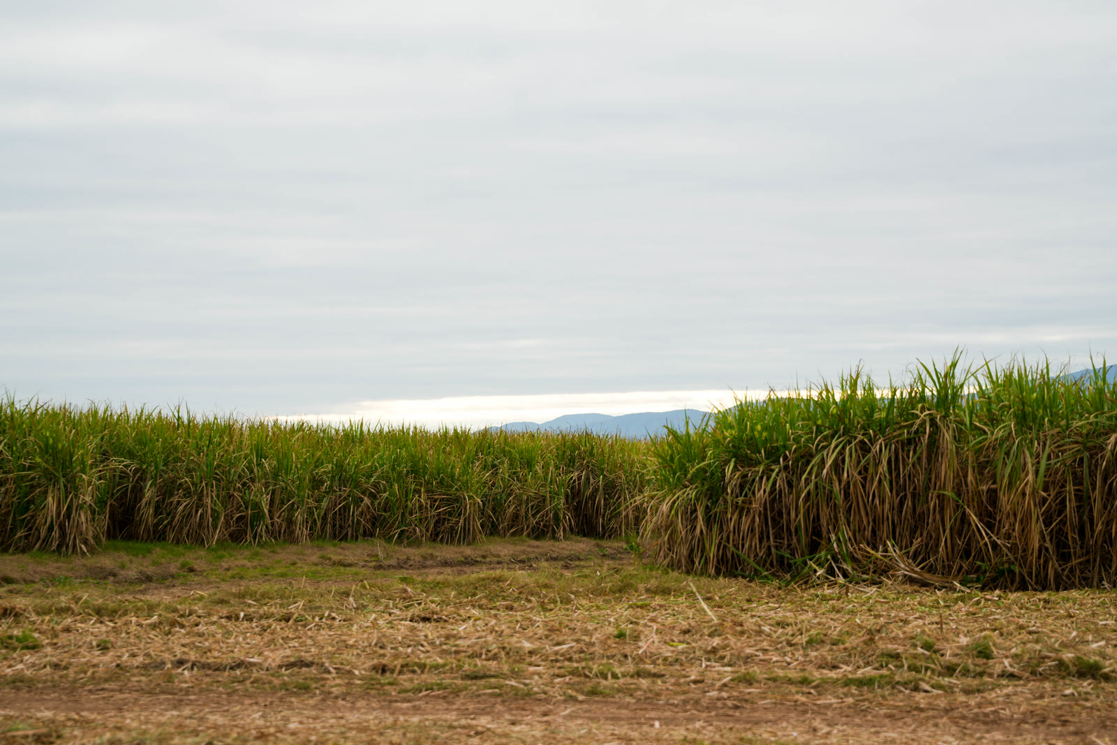 Producción agrícola de Cañada Húmeda en el lote